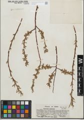 Foto von Salix geyeriana Andersson